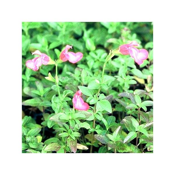 チェリーセージ ピンク ハーブ苗9cmポット Buyee Buyee Japanese Proxy Service Buy From Japan Bot Online