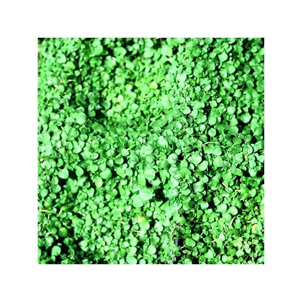 コルシカミント ハーブ苗9cmポット Buyee Buyee Japanese Proxy Service Buy From Japan Bot Online