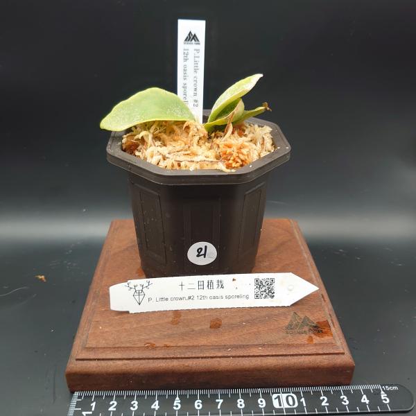 モンスタームーン　スポア　赤タグ　十二田植 21]P.Little crown#2 12th oasis sporeling/十二田植栽mixスポア株