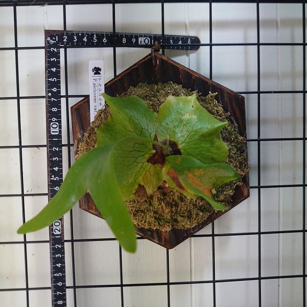 ビカクシダ　アルシコルネ　アフリカ science-farm_alcicorneafrica01