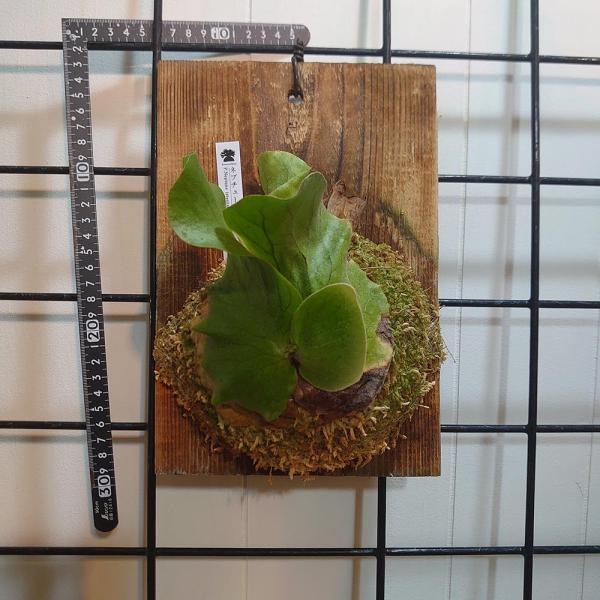 ビカクシダ　3点セット　② science-farm_neptune01