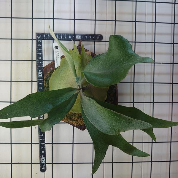 ペガサス01 P.Pegasus TC(Willinckii×Diversifolium) 輸入株 一点物 検