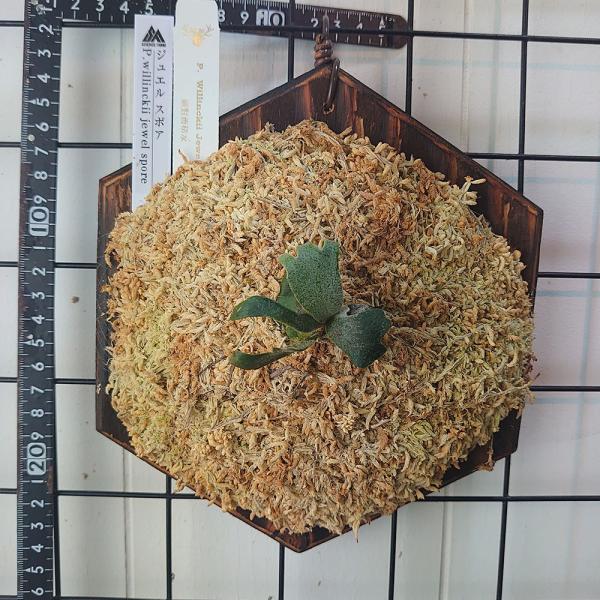 P.willinckii dwarf jewel oc 親株 ジュエル　高級板 P.willinckii dwarf jewel oc 親株 ジュエル高級板