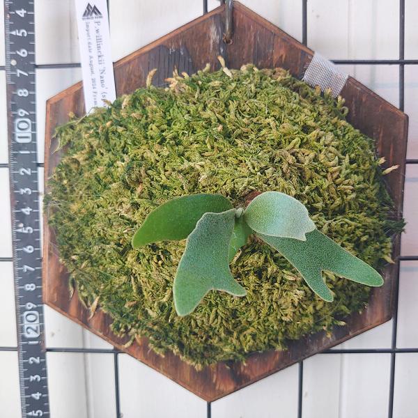 ビカクシダ　ウイリンキー　ナノ　スポアー　4個セットA ウィリンキー ナノ スポア P.willinckii Nano spore 一点物 検