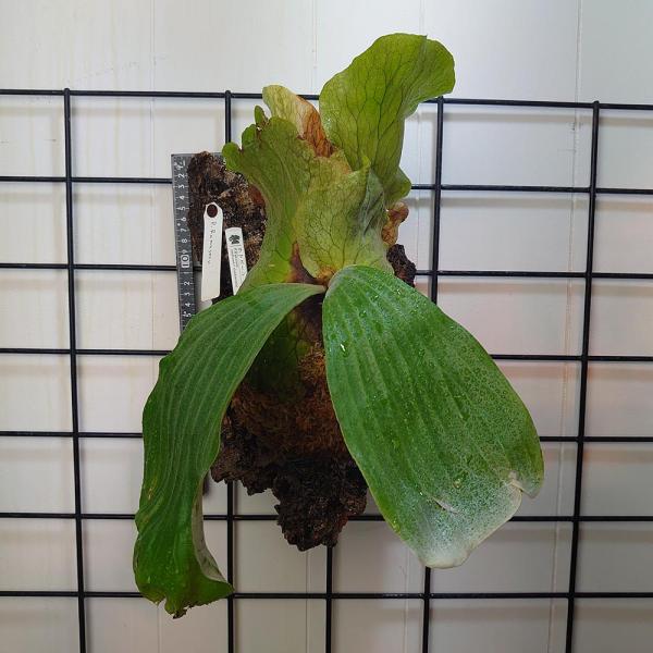 P.'Suriyon' OC ビカクシダ　コウモリラン　スリヨン Yahoo!オークション - 【Backplain77】 P.SS foong（OC