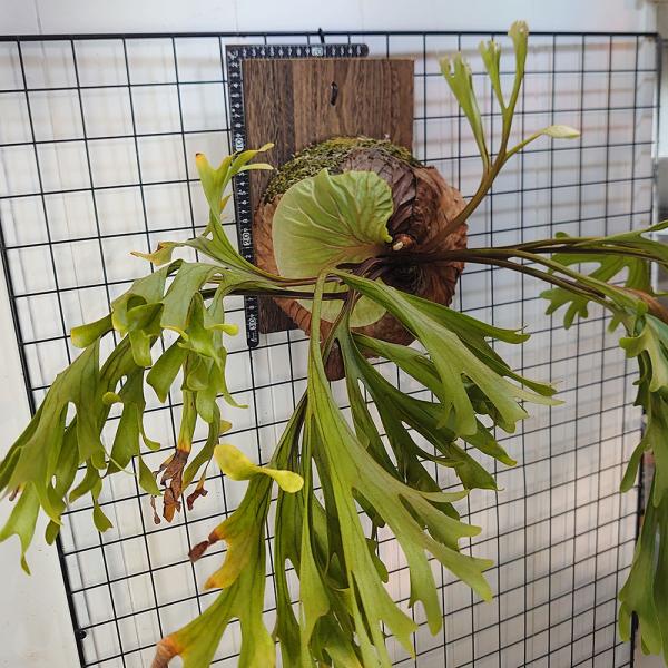 ワイルド リドレイ P.ridleyi WILD ボルネオ輸入株 一点物 検 ワイルド リドレイ P.ridleyi WILD ボルネオ輸入株 一点物 検