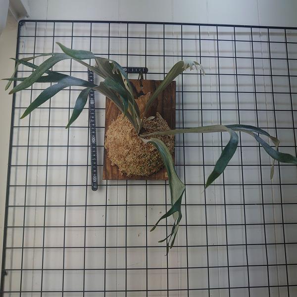 ライディーン オリジナルPUP P.Rydeen OC( P. veitchii × Mt