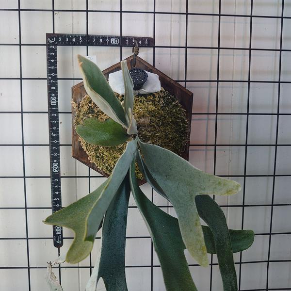 science-farm_veitchiiwildxql01