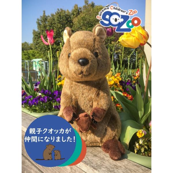 クオッカ親子ぬいぐるみ 埼玉県こども動物自然公園オリジナル Buyee Servicio De Proxy Japones Buyee Compra En Japon