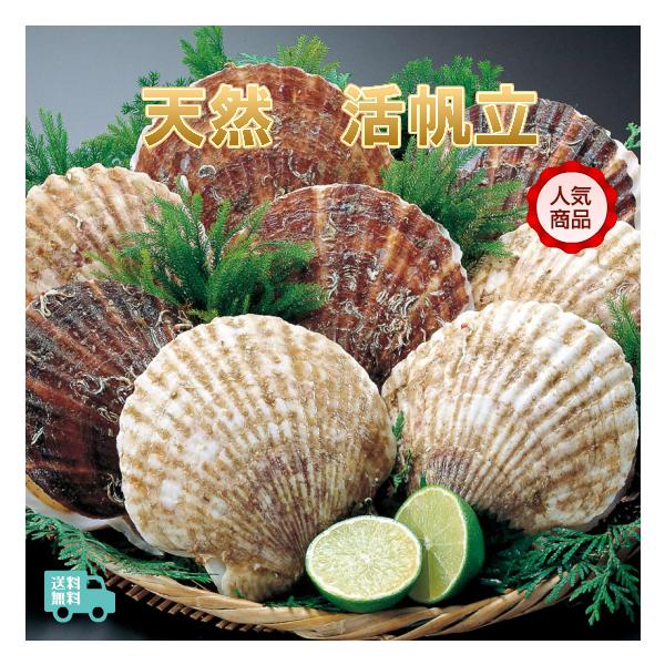 北海道産　天然　活帆立貝　大　約３.２ｋｇ　（９〜１３枚入）　標津・野付産　送料無料！！【期日指定不可】