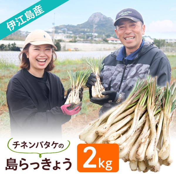 島らっきょうの本場・伊江島から掘りたてを直送。島尻マージと農家の技術が生んだ伊江島の島らっきょうは、ピリッとした辛さの中にほのかな甘みが広がる、格別な味わいです。定番の塩漬けや天ぷらはもちろん、生もおすすめ。他産地との違いをご自宅でご賞味く...