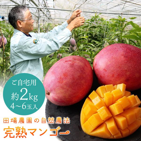 田場農園の自然農法 完熟マンゴー 2kg（4〜6玉入） 沖縄県産 ご自宅用 訳あり 生産者直送 自然栽培 農薬不使用 化学肥料不使用 除草剤不使用 送料無料
