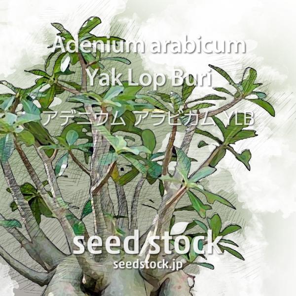 アデニウムの種子 アラビカム Ylb Adenium Arabicum Yak Lop Buri Buyee Buyee 日本の通販 商品 オークションの代理入札 代理購入