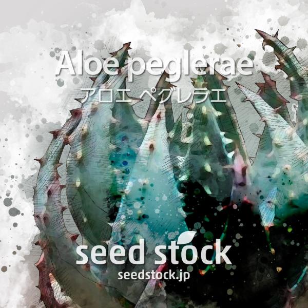 [学名] Aloe peglerae[数量] 20粒/50粒/100粒