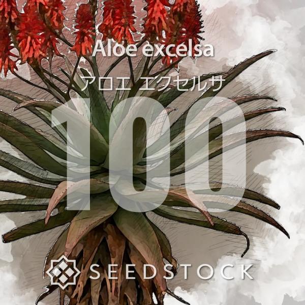 種子] アロエ エクセルサ 100粒｜SEEDSTOCK : SEEDSTOCK ヤフー