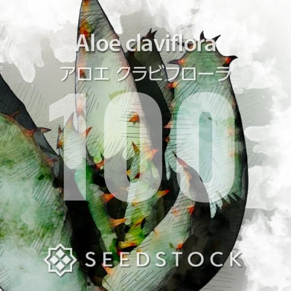 種子] アロエ クラビフローラ 100粒｜SEEDSTOCK : SEEDSTOCK ヤフー
