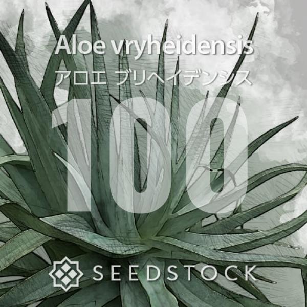 種子] アロエ ブリヘイデンシス 100粒｜SEEDSTOCK : SEEDSTOCK ヤフー