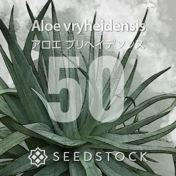 種子] アロエ ブリヘイデンシス 50粒｜SEEDSTOCK : SEEDSTOCK ヤフー