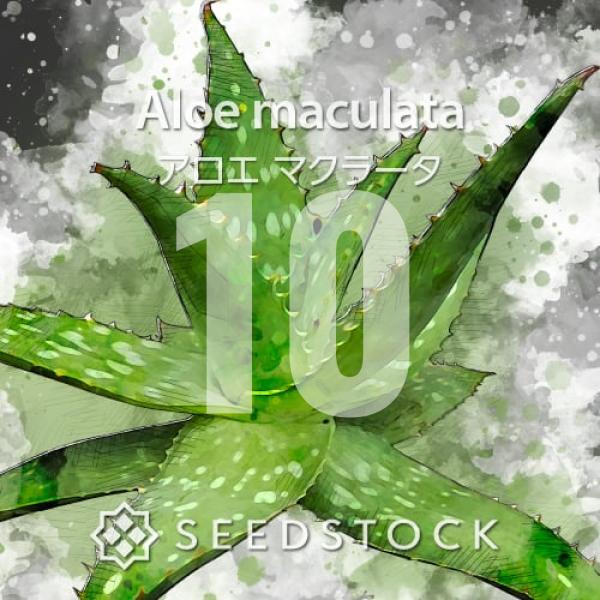 種子] アロエ マクラータ 10粒｜SEEDSTOCK : SEEDSTOCK ヤフーショップ