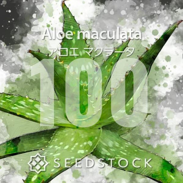 種子] アロエ マクラータ 100粒｜SEEDSTOCK : SEEDSTOCK ヤフー