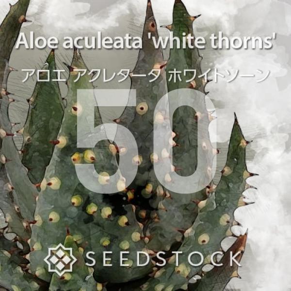 [種子] アロエ アクレアータ ホワイトソーン Aloe aculeata 'white thorns' 50粒｜多肉植物 希少品種 珍奇植物