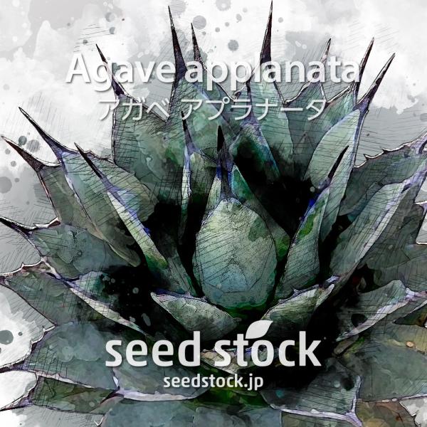 アガベの種子 アプラナータ Agave Applanata Buyee Servicio De Proxy Japones Buyee Compra En Japon