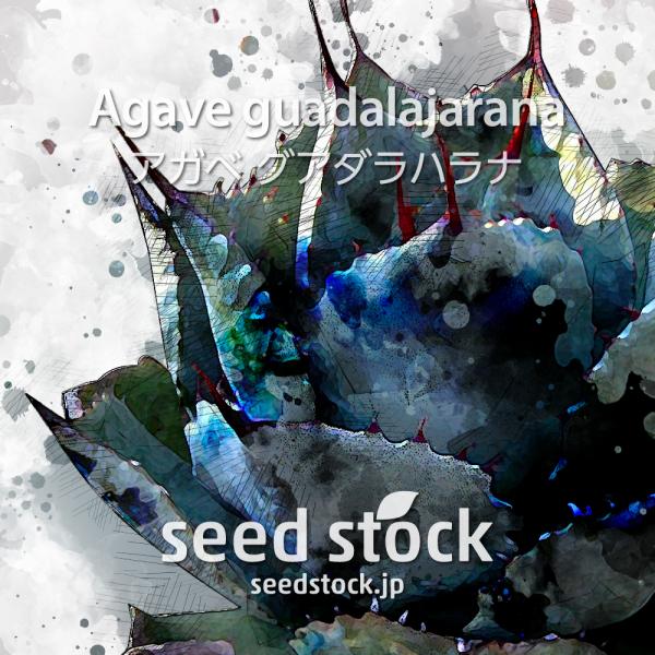 [学名] Agave guadalajarana[和名] グアダラハラナ[数量] 20粒/50粒/100粒メキシコ・グアダラハラナ原産のアガベ。パリーの近種とされています。