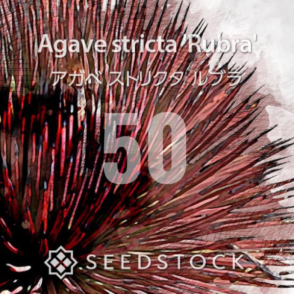 種子] アガベ ストリクタ ルブラ 50粒｜SEEDSTOCK : SEEDSTOCK ヤフー