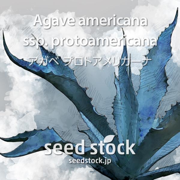 [学名] Agave americana ssp protoamericana[数量] 20粒/50粒/100粒テキサス・メキシコ北部が原産。ブルーグレーの葉が印象的なアガベです。アメリカーナの亜種で耐寒性、耐乾性があり育てやすいアガベです。