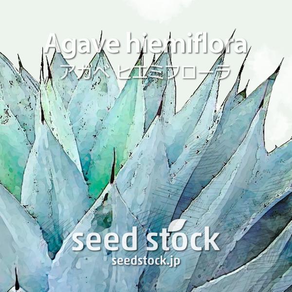 [学名] Agave hiemiflora [数量] 20粒/50粒/100粒