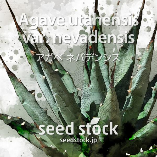 [学名] Agave utahensis var. nevadensis[数量] 20粒/50粒/100粒