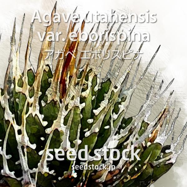 seedstock_av182