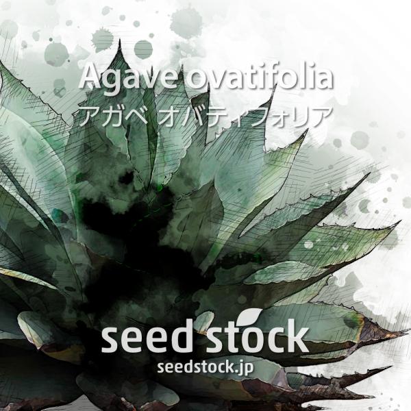 [学名] Agave ovatifolia[数量] 20粒/50粒/100粒