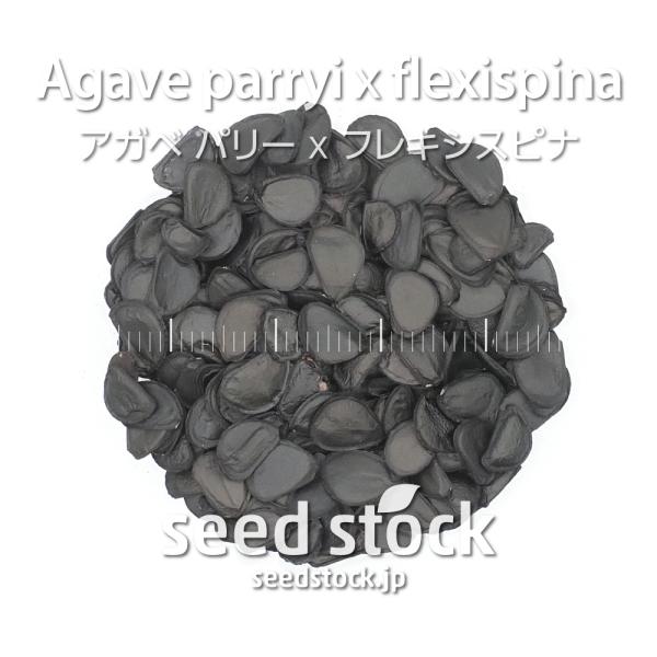 [学名] Agave parryi x flexispina[数量] 20粒/50粒/100粒