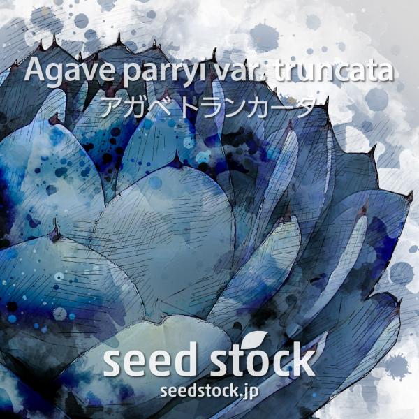 [学名] Agave parryi var. truncata[数量] 10粒/20粒/50粒/100粒