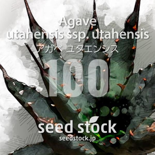 種子] アガベ ユタエンシス 100粒｜SEEDSTOCK : SEEDSTOCK ヤフー