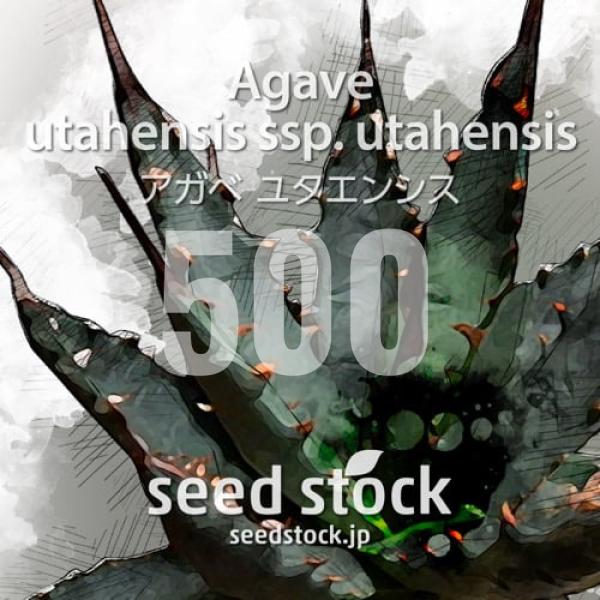 アガベユタエンシスの種子セット 50粒×3種類 SEEDSTOCK 種子] アガベ ユタエンシス 500粒｜SEEDSTOCK : SEEDSTOCK ヤフー