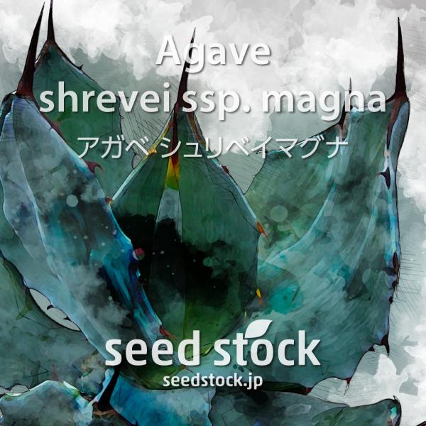 [学名] Agave shrevei subsp. magna[数量] 20粒/50粒/100粒