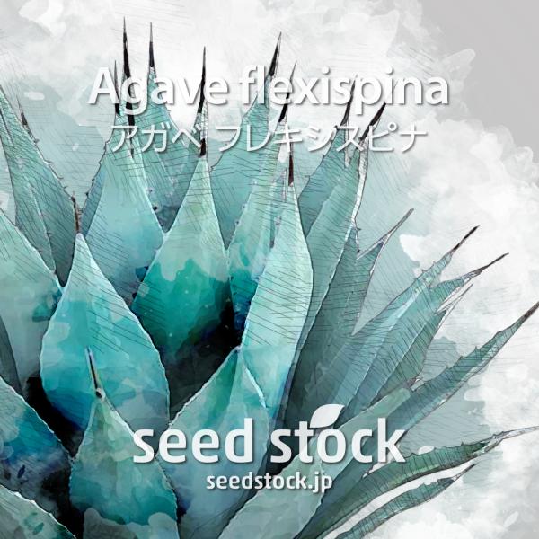 アガベ　フレキシスピナ アガベの種子 フレキシスピナ Agave flexispina : SEEDSTOCK ヤフー