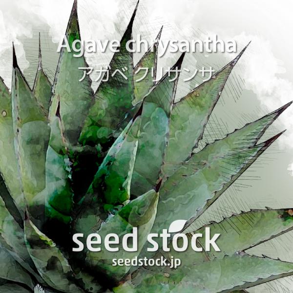 [学名] Agave chrysantha[数量] 20粒/50粒/100粒