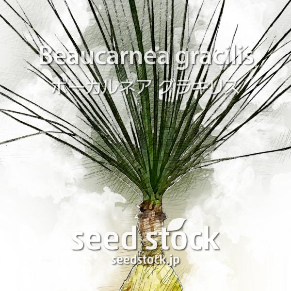 ボーカルネアの種子 グラキリス Beaucarnea Gracilis Buyee Servicio De Proxy Japones Buyee Compra En Japon