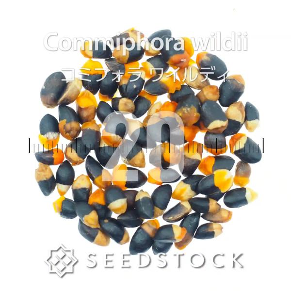 種子] コミフォラ ワイルディ 20粒｜SEEDSTOCK : SEEDSTOCK ヤフー