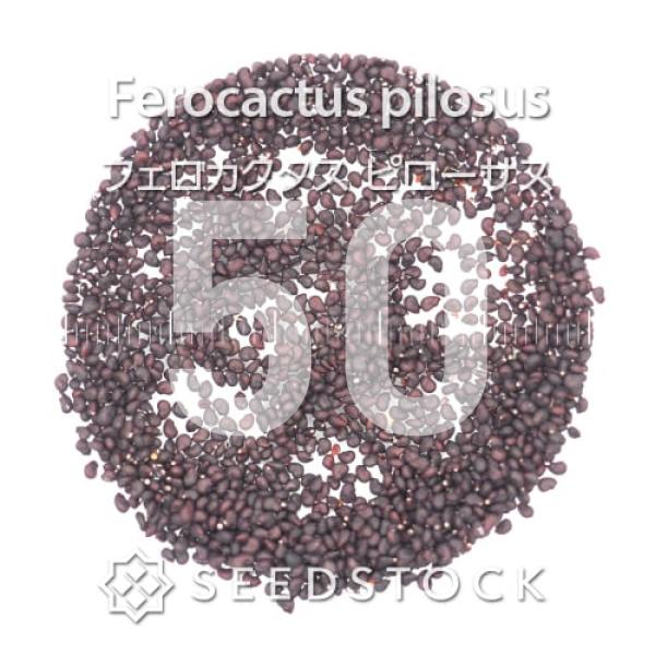 [種子] フェロカクタス ピローサス Ferocactus pilosus 50粒｜サボテン 赤刺金鯱 ドライガーデン 人気 実生