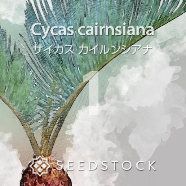 種子] サイカス カイルンシアナ 1粒｜SEEDSTOCK : SEEDSTOCK ヤフー