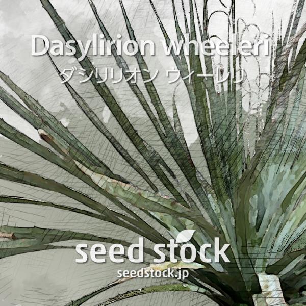 [学名] Dasylirion wheeleri [和名] ダシリリオンウィーレリ[数量] 20粒/50粒/100粒