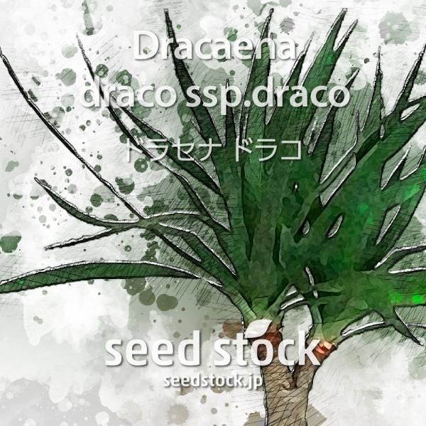 ②【希少】ドラセナ ドラコ/Dracaena draco※本物 Dragontree
