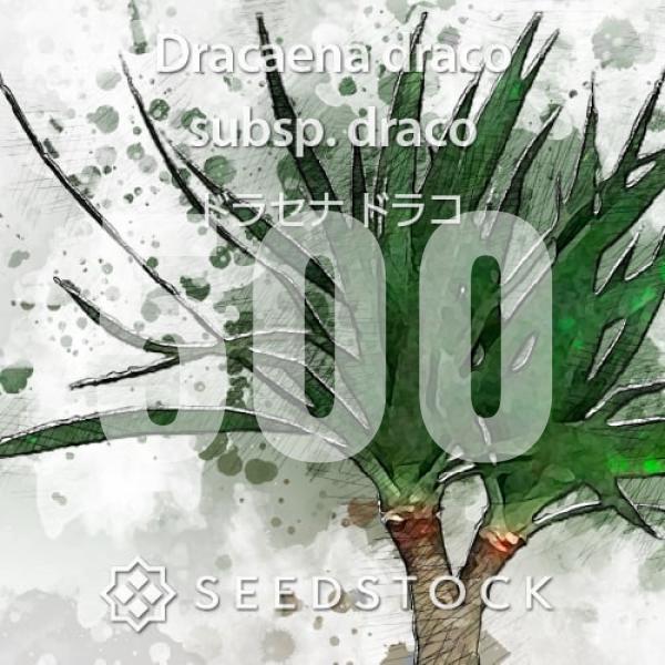 [種子] ドラセナ ドラコ 500粒｜SEEDSTOCK