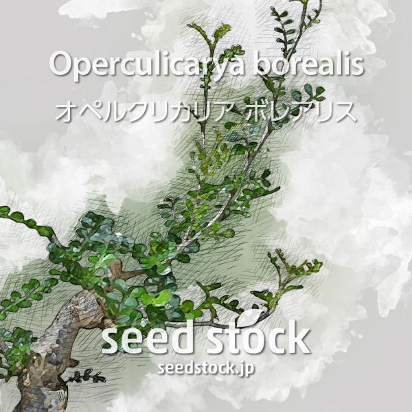 オペルクリカリアの種 ボレアリス Operculicarya borealis : SEEDSTOCK