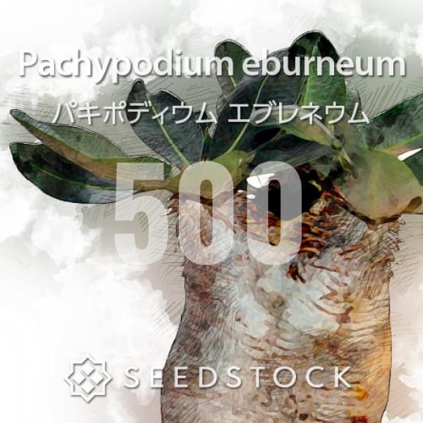 種子] パキポディウム エブレネウム 500粒｜SEEDSTOCK : SEEDSTOCK