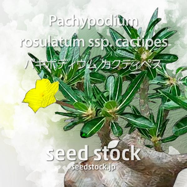 [学名] Pachypodium rosulatum ssp. cactipes[数量] 20粒/50粒/100粒